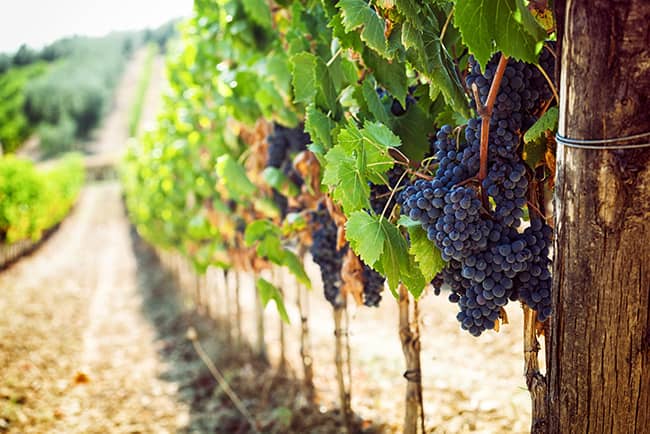 Grapes growing in vineyard